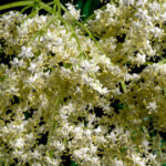 Angelica-Dahurica