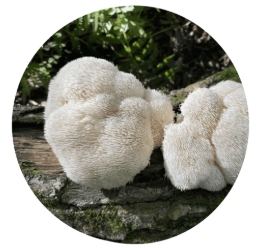 Lions Mane