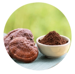 Reishi Mushroom Extract