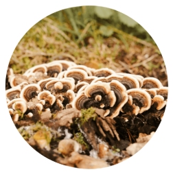 Turkey Tails Extract