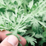 Wormwood