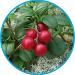 arctic lingonberry