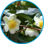 camellia sinensis